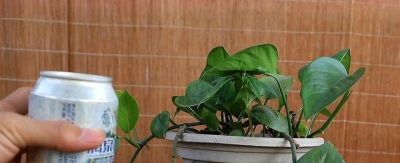 酱油水可以给绿萝喝点，能促进绿萝快速生长爆盆 - 图画吧TUHUABA
