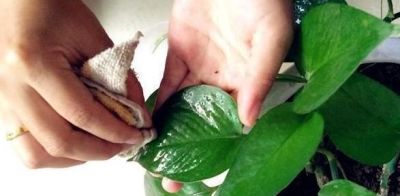 酱油水可以给绿萝喝点，能促进绿萝快速生长爆盆 - 图画吧TUHUABA