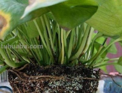 酱油水可以给绿萝喝点，能促进绿萝快速生长爆盆 - 图画吧TUHUABA