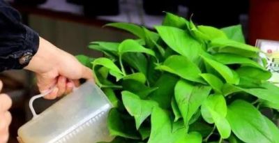 酱油水可以给绿萝喝点，能促进绿萝快速生长爆盆 - 图画吧TUHUABA