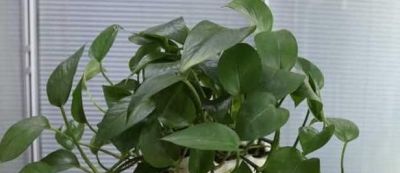 酱油水可以给绿萝喝点，能促进绿萝快速生长爆盆 - 图画吧TUHUABA