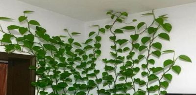 让绿萝爬满屋子，只要做到简单“3点”，叶又绿又大长成一片森林 - 图画吧TUHUABA
