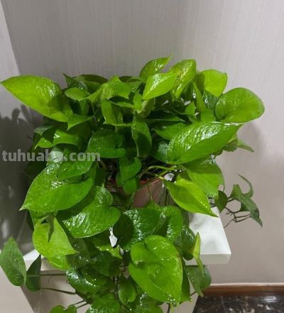 让绿萝爬满屋子，只要做到简单“3点”，叶又绿又大长成一片森林 - 图画吧TUHUABA