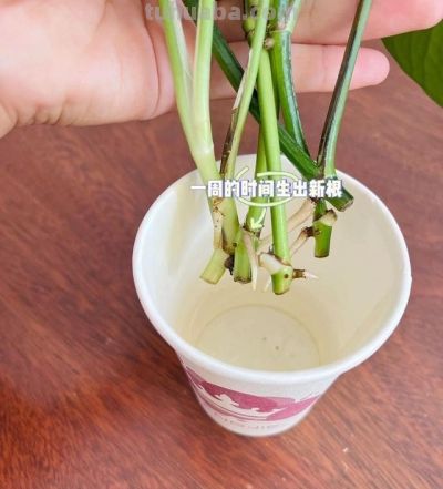 让绿萝爬满屋子，只要做到简单“3点”，叶又绿又大长成一片森林 - 图画吧TUHUABA