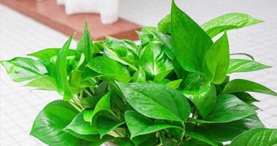 大寒养花别瞎忙！新手牢记3点，绿萝发财树安全过冬 - 今日头条