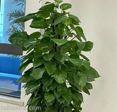 家里为什么不能养绿萝？前辈的经验要听一听 - 图画吧TUHUABA