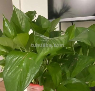 家里为什么不能养绿萝？前辈的经验要听一听 - 图画吧TUHUABA