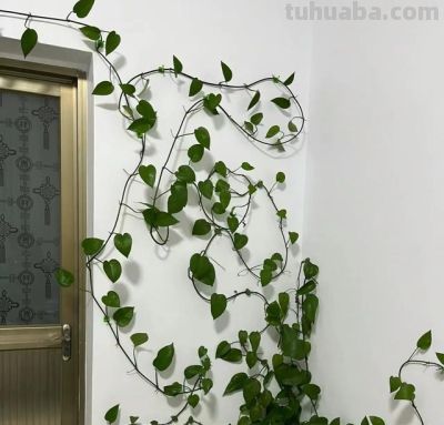 家里为什么不能养绿萝？前辈的经验要听一听 - 图画吧TUHUABA