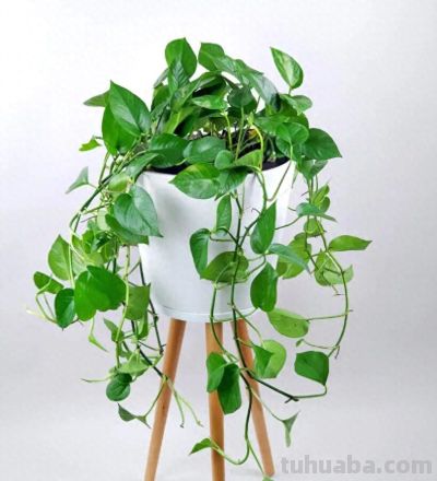 绿萝品种大全！11款高颜值绿萝，新手养不死 - 今日头条