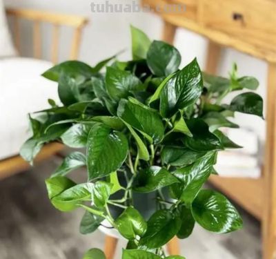 绿萝品种大全!11款高颜值绿萝,新手养不死 - 今日头条 绿萝品种大全!11款高颜值绿萝,新手养不死 - 图画吧TUHUABA