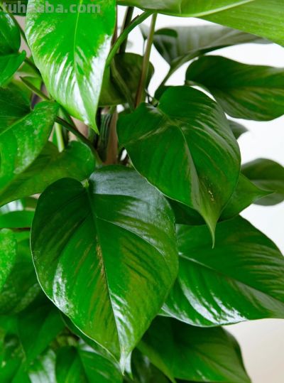 绿萝品种大全!11款高颜值绿萝,新手养不死 - 今日头条 绿萝品种大全!11款高颜值绿萝,新手养不死 - 图画吧TUHUABA