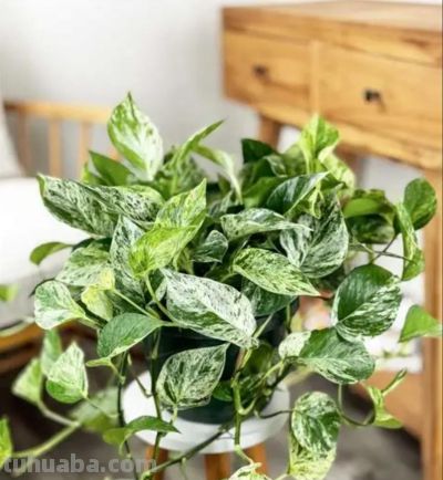 绿萝品种大全!11款高颜值绿萝,新手养不死 - 今日头条 绿萝品种大全!11款高颜值绿萝,新手养不死 - 图画吧TUHUABA