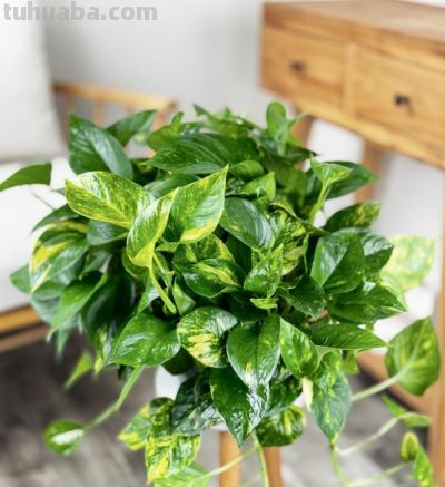 绿萝品种大全!11款高颜值绿萝,新手养不死 - 今日头条 绿萝品种大全!11款高颜值绿萝,新手养不死 - 图画吧TUHUABA