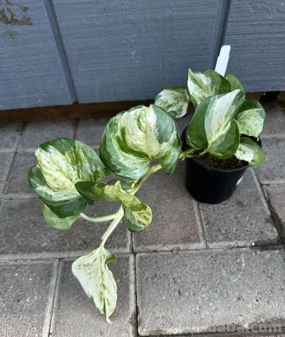 绿萝品种大全!11款高颜值绿萝,新手养不死 - 今日头条 绿萝品种大全!11款高颜值绿萝,新手养不死 - 图画吧TUHUABA