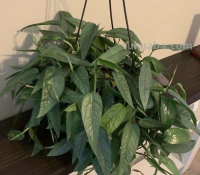 绿萝品种大全!11款高颜值绿萝,新手养不死 - 今日头条 绿萝品种大全!11款高颜值绿萝,新手养不死 - 图画吧TUHUABA