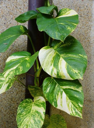 绿萝品种大全!11款高颜值绿萝,新手养不死 - 今日头条 绿萝品种大全!11款高颜值绿萝,新手养不死 - 图画吧TUHUABA