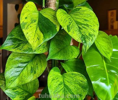 绿萝品种大全!11款高颜值绿萝,新手养不死 - 今日头条 绿萝品种大全!11款高颜值绿萝,新手养不死 - 图画吧TUHUABA