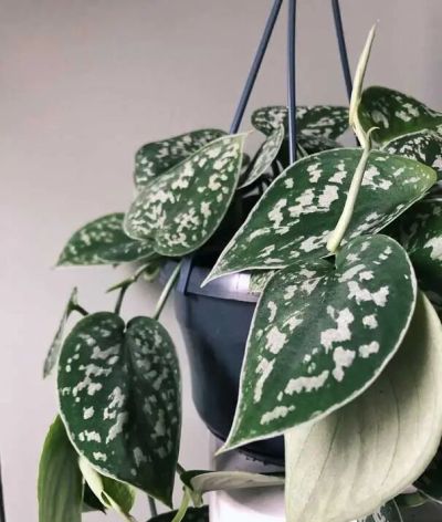 绿萝品种大全!11款高颜值绿萝,新手养不死 - 今日头条 绿萝品种大全!11款高颜值绿萝,新手养不死 - 图画吧TUHUABA