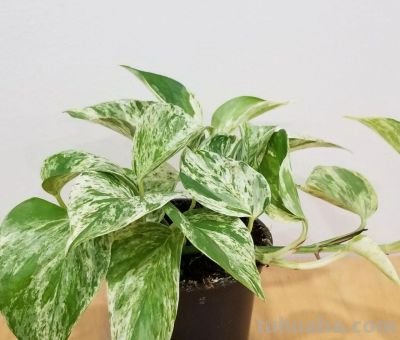 绿萝品种大全!11款高颜值绿萝,新手养不死 - 今日头条 绿萝品种大全!11款高颜值绿萝,新手养不死 - 图画吧TUHUABA