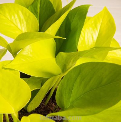 绿萝品种大全!11款高颜值绿萝,新手养不死 - 今日头条 绿萝品种大全!11款高颜值绿萝,新手养不死 - 图画吧TUHUABA