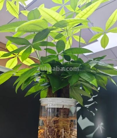 发财树的“秘密”，很多人都不知道，这就是养不活的原因! - 图画吧TUHUABA