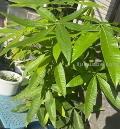 发财树的“秘密”，很多人都不知道，这就是养不活的原因! - 今日头条