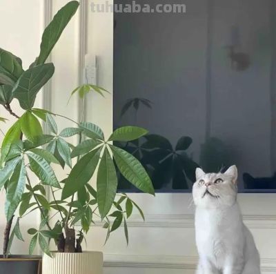 发财树的“秘密”，很多人都不知道，这就是养不活的原因! - 图画吧TUHUABA