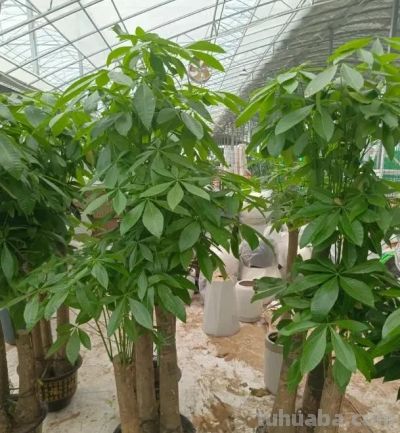 发财树的“秘密”，很多人都不知道，这就是养不活的原因! - 图画吧TUHUABA