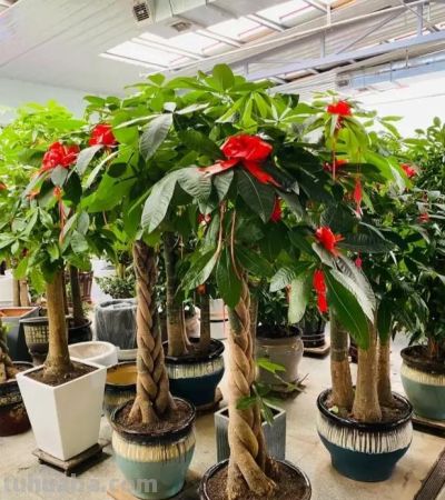 发财树的“秘密”，很多人都不知道，这就是养不活的原因! - 图画吧TUHUABA