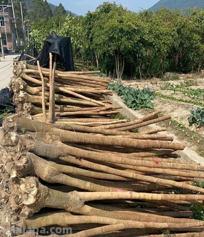 发财树的“秘密”，很多人都不知道，这就是养不活的原因! - 图画吧TUHUABA