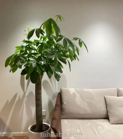 发财树的“秘密”，很多人都不知道，这就是养不活的原因! - 图画吧TUHUABA