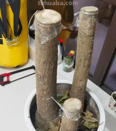 发财树的“秘密”，很多人都不知道，这就是养不活的原因! - 图画吧TUHUABA