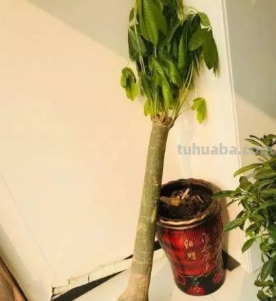 家里的发财树总是养不好？这3个关键点注意一下 - 图画吧TUHUABA