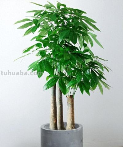 家里的发财树总是养不好？这3个关键点注意一下 - 图画吧TUHUABA