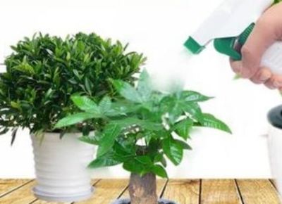 家里的发财树总是养不好？这3个关键点注意一下 - 图画吧TUHUABA