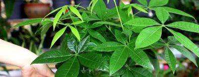 家里的发财树总是养不好？这3个关键点注意一下 - 图画吧TUHUABA