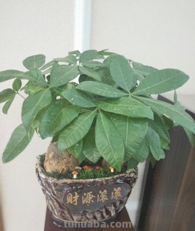 1月养发财树，做好“3多2少”，安全越冬不黄叶，开春新叶爆盆 - 今日头条