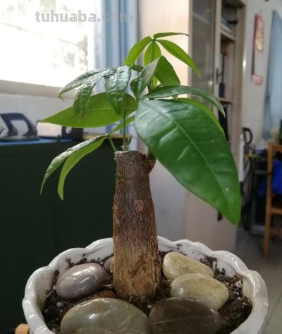 1月养发财树，做好“3多2少”，安全越冬不黄叶，开春新叶爆盆 - 图画吧TUHUABA