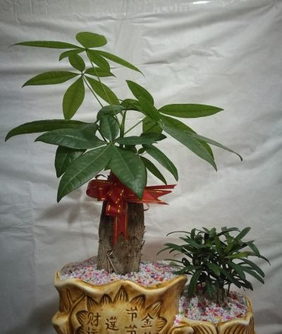 1月养发财树，做好“3多2少”，安全越冬不黄叶，开春新叶爆盆 - 图画吧TUHUABA