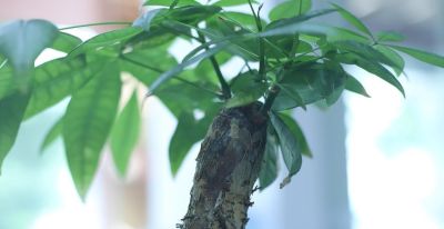 1月养发财树，做好“3多2少”，安全越冬不黄叶，开春新叶爆盆 - 图画吧TUHUABA