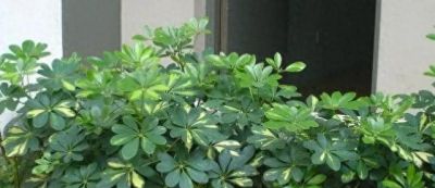 鹅掌发财树的养殖方法和注意事项 - 今日头条 鹅掌发财树的养殖方法和注意事项 - 图画吧TUHUABA