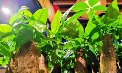 1月养发财树，做好“3多2少”，安全越冬不黄叶，开春新叶爆盆 - 图画吧TUHUABA