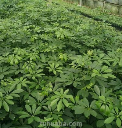 鹅掌发财树的养殖方法和注意事项 - 今日头条 鹅掌发财树的养殖方法和注意事项 - 图画吧TUHUABA