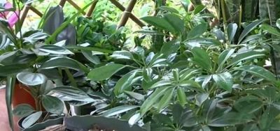 鹅掌发财树的养殖方法和注意事项 - 今日头条 鹅掌发财树的养殖方法和注意事项 - 图画吧TUHUABA