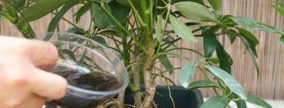 鹅掌发财树的养殖方法和注意事项 - 今日头条 鹅掌发财树的养殖方法和注意事项 - 图画吧TUHUABA