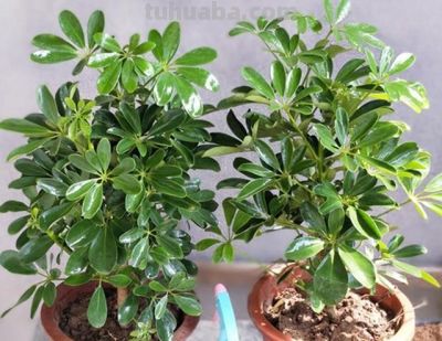 鹅掌发财树的养殖方法和注意事项 - 今日头条 鹅掌发财树的养殖方法和注意事项 - 图画吧TUHUABA