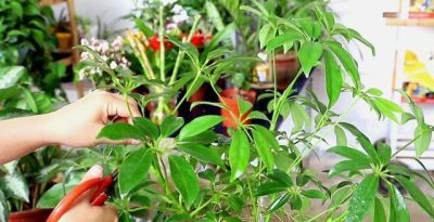 鹅掌发财树的养殖方法和注意事项 - 今日头条 鹅掌发财树的养殖方法和注意事项 - 图画吧TUHUABA