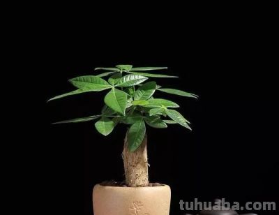 养发财树别只会浇水,常用这3种肥料,翠绿茂盛,长势好 - 今日头条 养发财树别只会浇水,常用这3种肥料,翠绿茂盛,长势好 - 图画吧TUHUABA