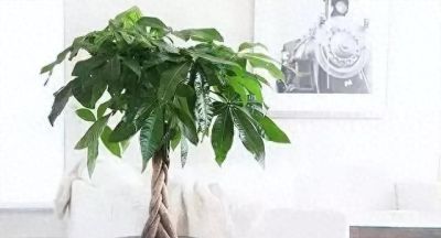 养发财树别只会浇水，常用这3种肥料，翠绿茂盛，长势好 - 今日头条