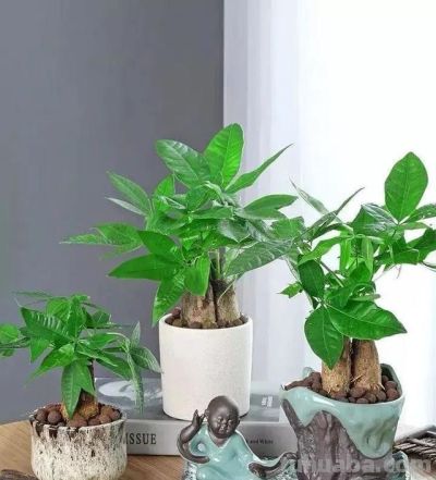 养发财树别只会浇水,常用这3种肥料,翠绿茂盛,长势好 - 今日头条 养发财树别只会浇水,常用这3种肥料,翠绿茂盛,长势好 - 图画吧TUHUABA